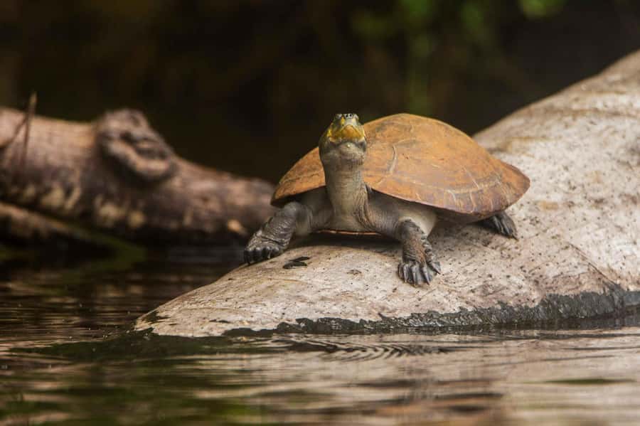 From Puerto Maldonado: Tambopata National Reserve 2-Day Tour - Day 1 at Amazon Lodge: welcome, meals, and first wildlife chances