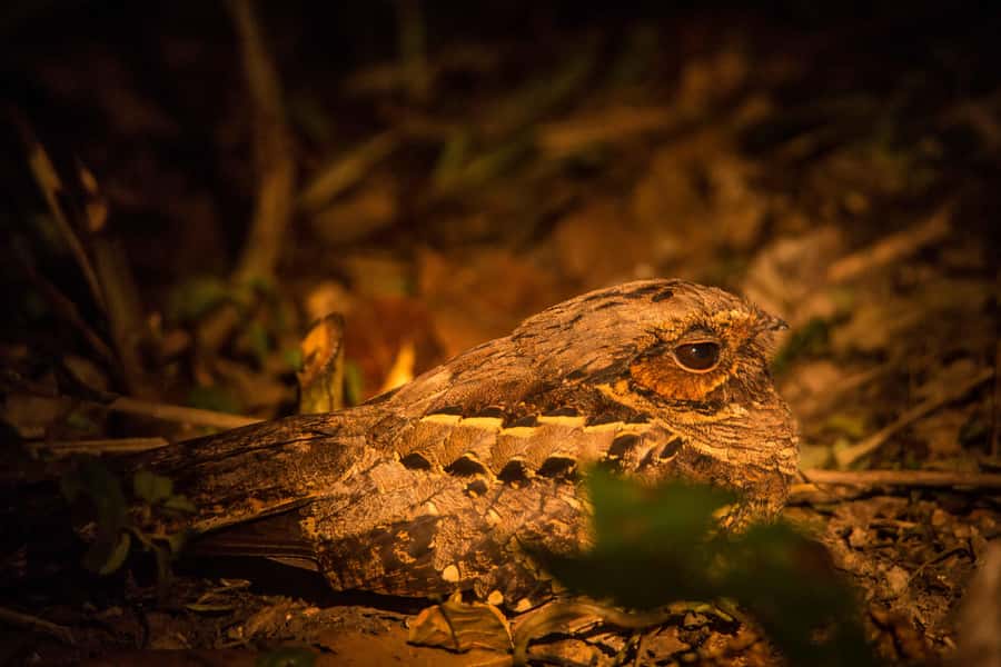 From Puerto Maldonado: Tambopata National Reserve 2-Day Tour - Night walks and reserve hiking: how your guide changes the odds