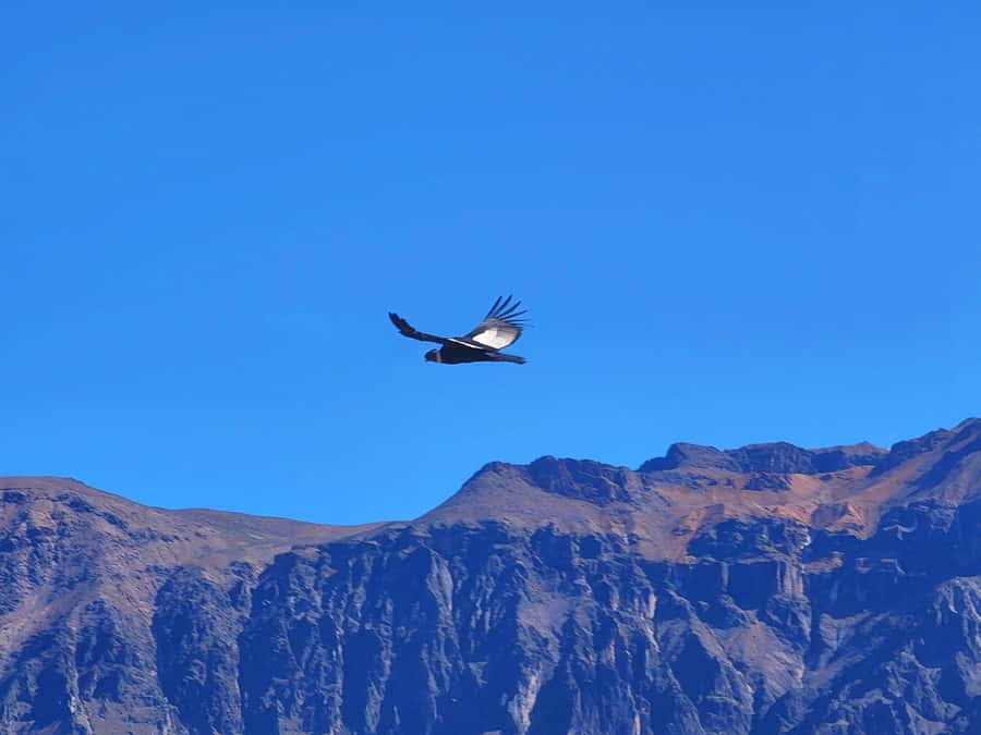 From Puno: 2-Day Tour to Colca Canyon ending in Arequipa - Patapampa at 4,900 meters: the view that comes with effort