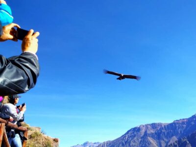 From Puno: 2-Day Tour to Colca Canyon ending in Arequipa - Salinas and Aguada Blanca: seeing wildlife where it actually lives