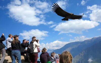 From Puno to Arequipa: 2 Days/1 Night Colca Canyon Tour - Colca Canyon day: Cruz del Condor and the condor flight moment
