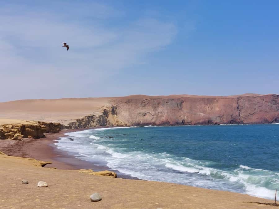 From San Martin Port: Ballestas Island & Paracas Reserve - Key things that make this tour worth your morning