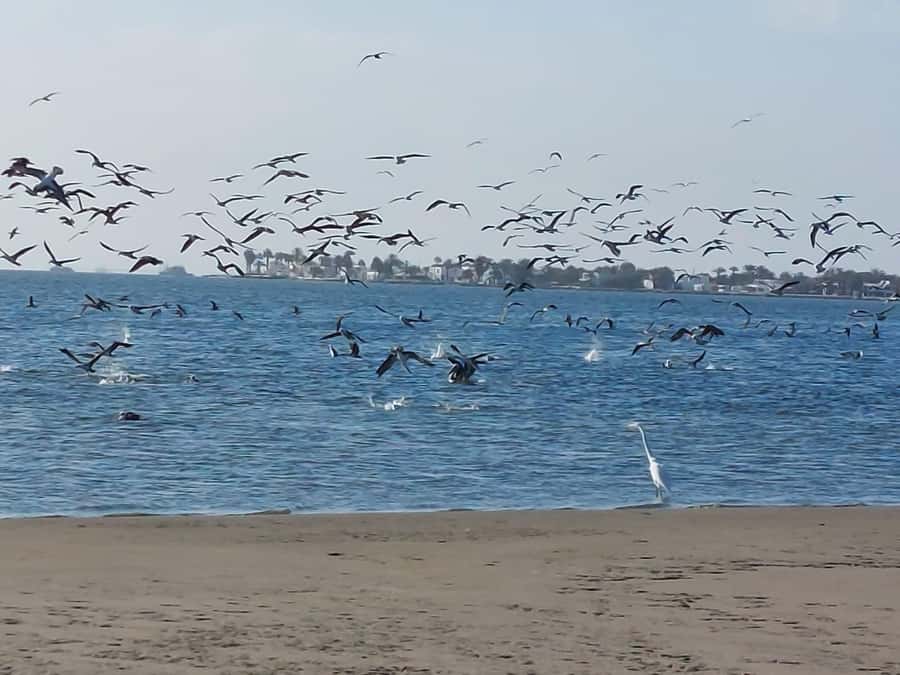 From San Martin Port: Ballestas Island & Paracas Reserve - Who this tour fits best (and who should skip it)