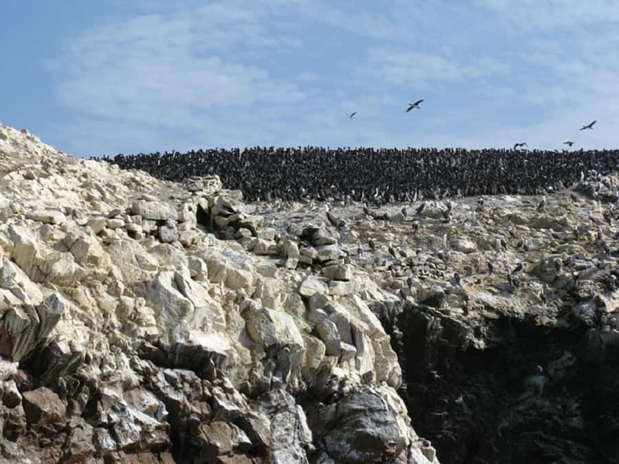 From San Martin Port: Ballestas Islands Tour in Paracas - Key highlights in plain terms