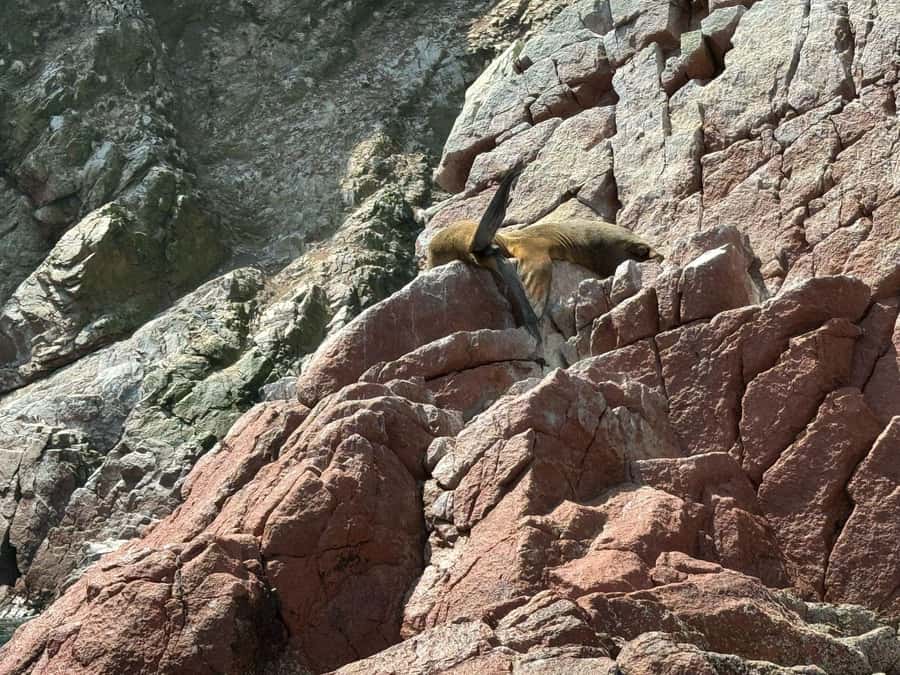 From San Martin Port: Ballestas Islands Tour in Paracas - What to bring (so the wind doesn’t ruin your photos)