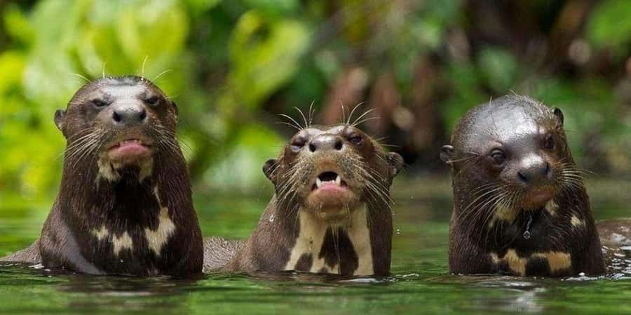 From Tambopata: Amazon Jungle Hike and Lake Sandoval 1-Day - Tambopata in a Single Day: Getting There and What the Schedule Really Means