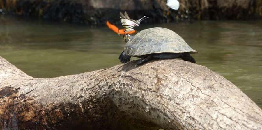 From Tambopata: Amazon Jungle Hike and Lake Sandoval 1-Day - Lake Sandoval by Canoe: Otter, Black Caiman, and the Quiet Work of Spotting Wildlife