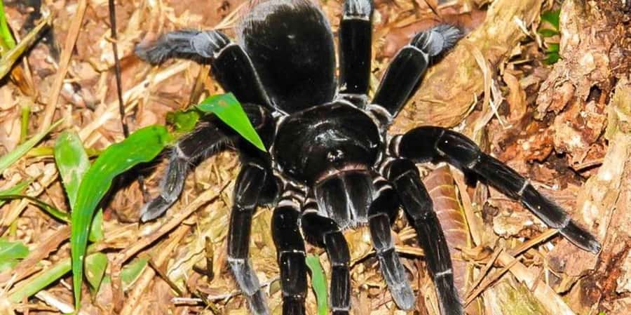 From Tambopata: Amazon Jungle Hike and Lake Sandoval 1-Day - Group Size, Pickup Timing, and the Real-Life Challenge of Getting From A to B