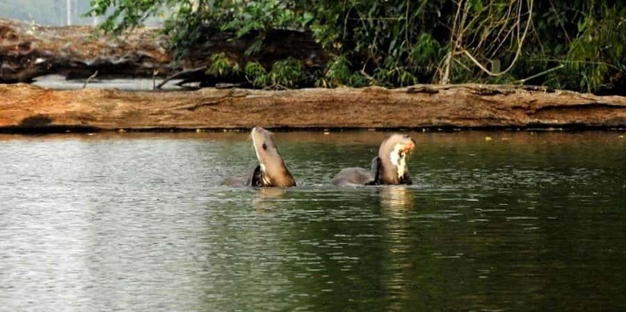 From Tambopata: Amazon Jungle Hike and Lake Sandoval 1-Day - What to Bring for the Jungle Day (and How to Avoid the Common Regrets)