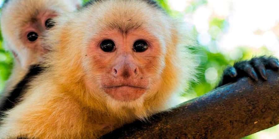 From Tambopata: Amazon Jungle Hike and Lake Sandoval 1-Day - The 3 km Jungle Walk: Flora, Fauna, and How the Guide Changes Everything