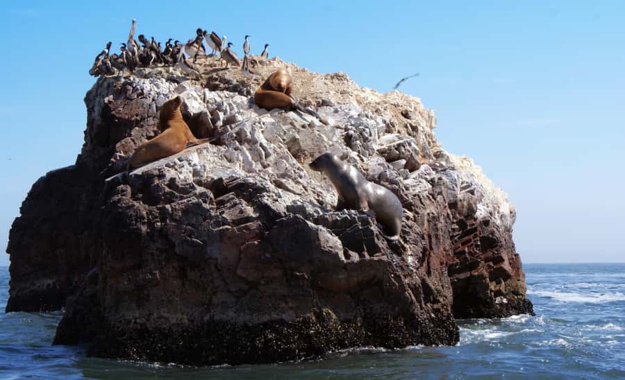Full Day | Ballestas Islands - The motorboat cruise: Candelabro and real wildlife watching