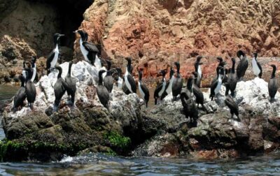 Full Day | Ballestas Islands - Ica pickup and the ride to the El Chaco dock