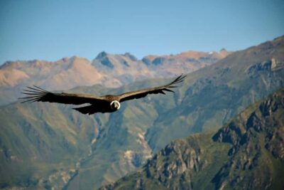Full-Day Colca Canyon Tour from Arequipa - Pampa Cañahuas: your wildlife warm-up before the canyon