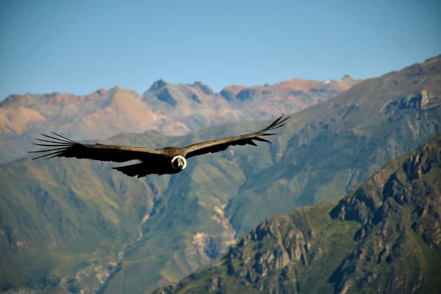 Full-Day Colca Canyon Tour from Arequipa - Pampa Cañahuas: your wildlife warm-up before the canyon