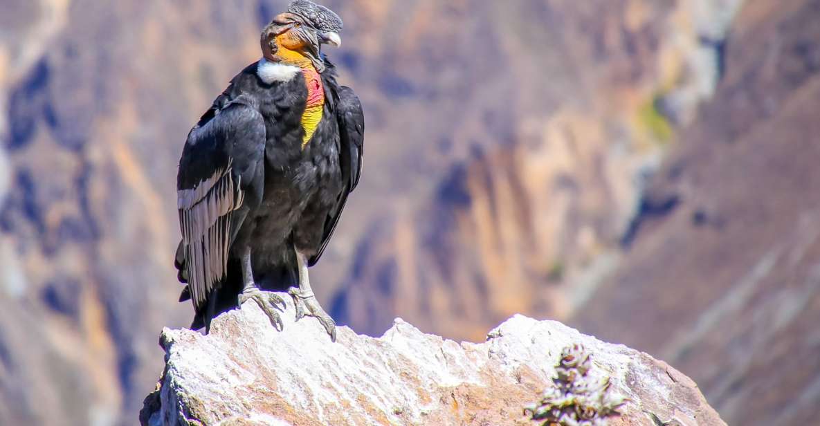 Full-Day Condor Viewpoint & Inca Sites Tour - What’s included, what’s not, and what to bring
