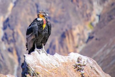 Full-Day Condor Viewpoint & Inca Sites Tour - Pickup in the Centro Histórico and the altitude you’ll feel