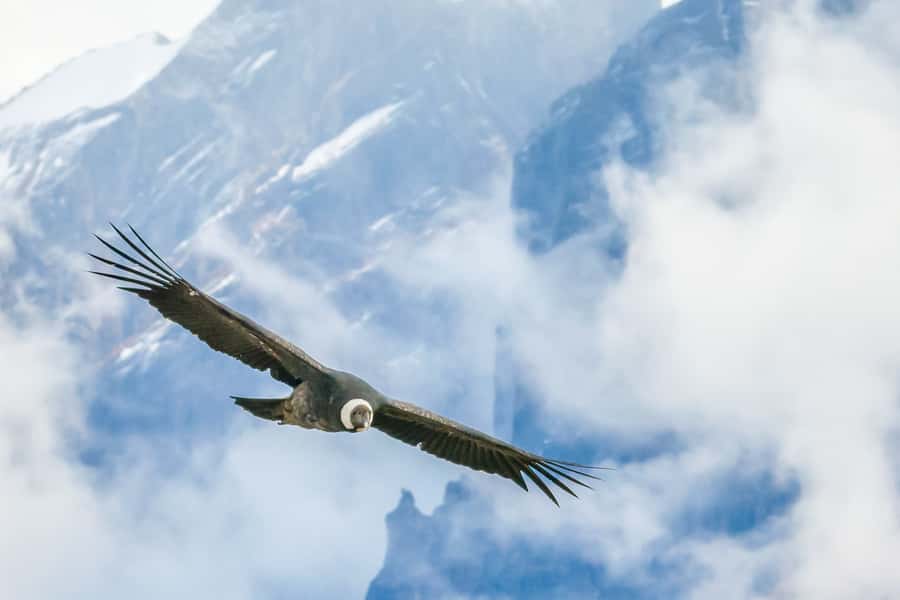 Full-Day Condor Viewpoint & Inca Sites Tour - Limatambo lunch: your reset before the climb