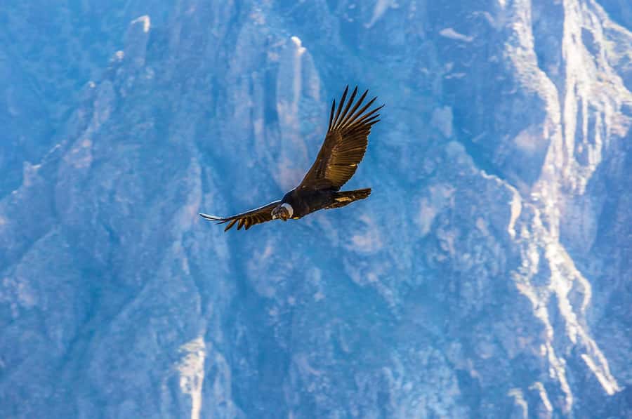 Full-Day Condor Viewpoint & Inca Sites Tour - Huaco Viewpoint: where Andean condors steal the show