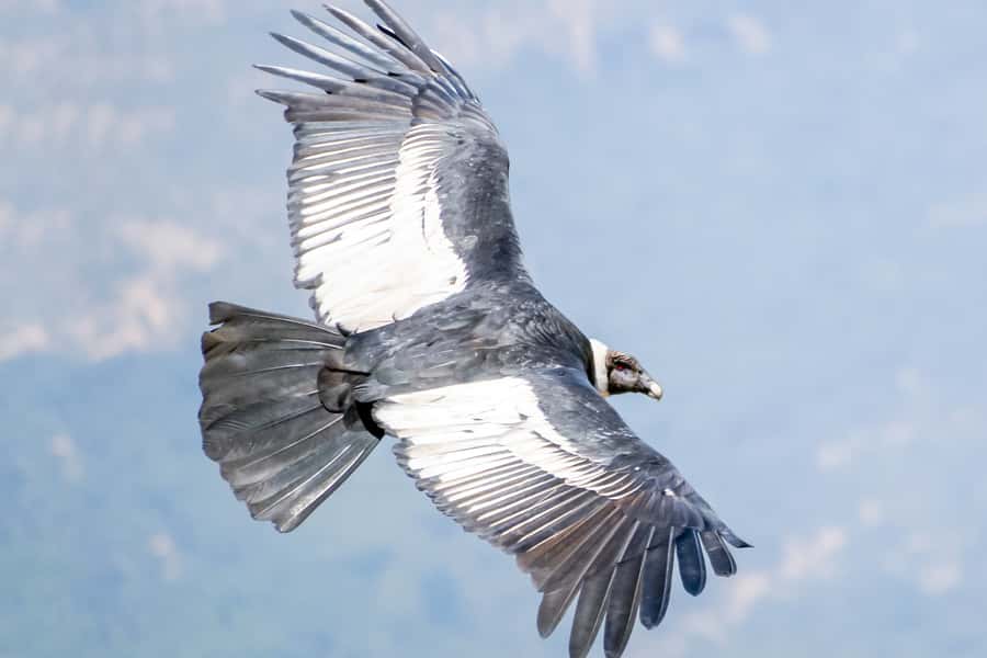 Full-Day Condor Viewpoint & Inca Sites Tour - Condor-spotting tips that actually fit this itinerary