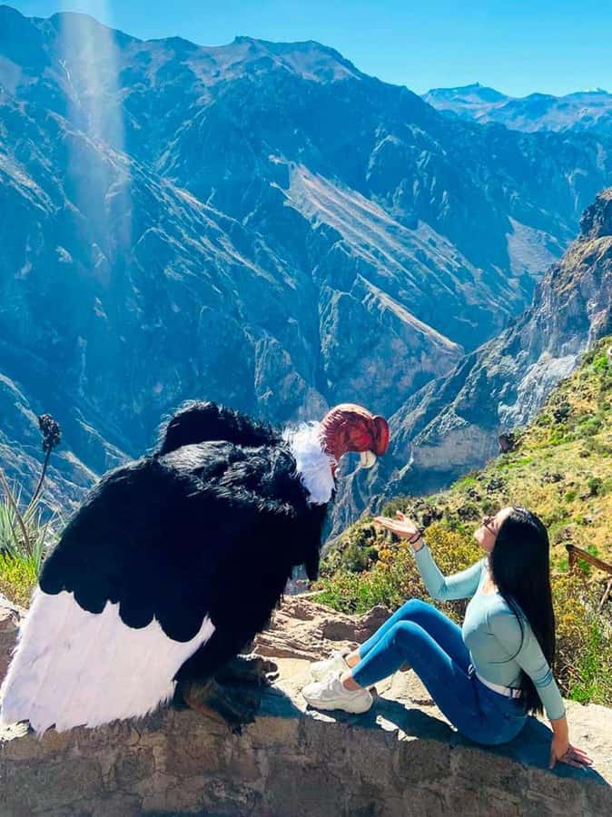 Full day excursion to Colca Canyon - Cruz del Cóndor: where the canyon and condors meet