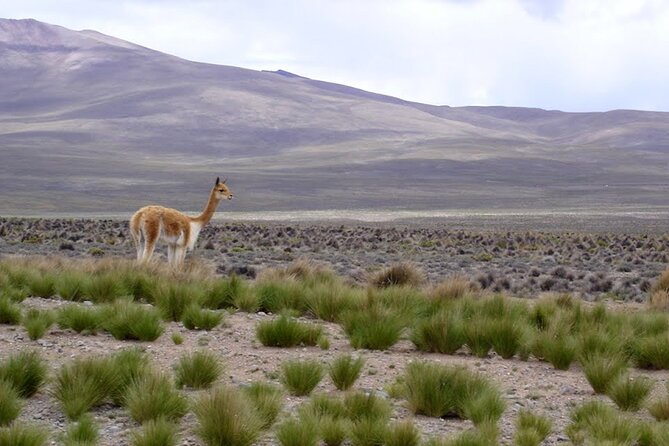 Full Day Tour to Colca Canyon from Arequipa - Chacapi hot springs: a 35°C reset after canyon time