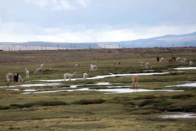 Full Day Tour to Colca Canyon from Arequipa - Comfort, language, and what to pack for 14–15 hours