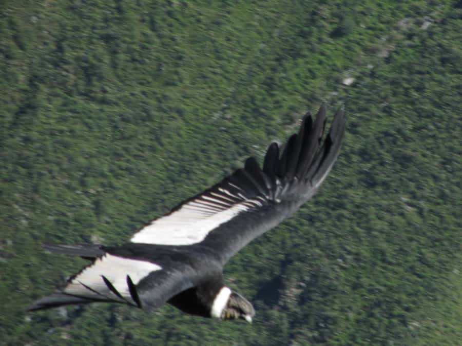 Full Day Trip to Colca Canyon from Arequipa ending in Puno - Key things to know before you go