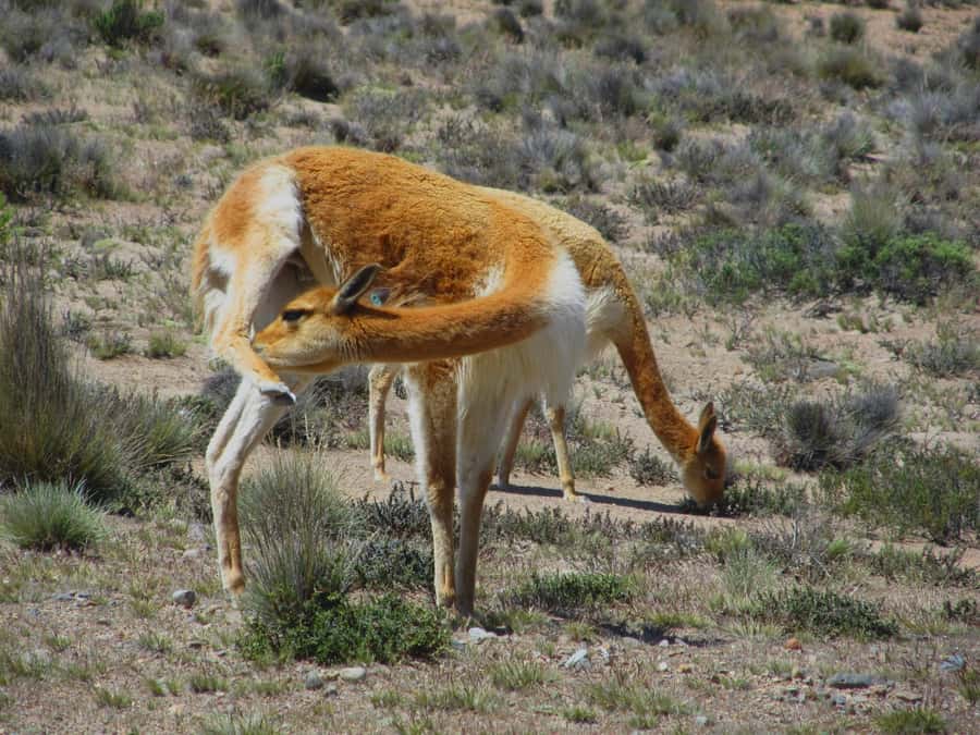 Full Day Trip to Colca Canyon from Arequipa ending in Puno - Who This Tour Fits Best (and Who Should Skip It)