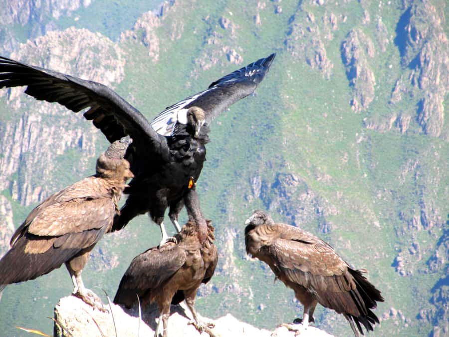 Full Day Trip to Colca Canyon from Arequipa ending in Puno - Colca Canyon Morning: Breakfast in Yanque/Chivay and the Cross of the Condor