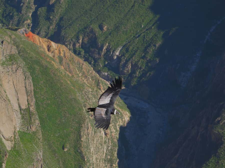Full Day Trip to Colca Canyon from Arequipa ending in Puno - Maca, Yanque, and Town Stops: Terraces, Churches, and Real Andean Life