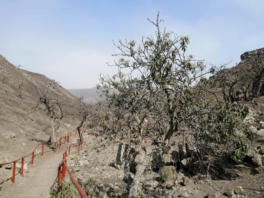 Hiking Lomas de Lachay in Lima - Who should book Lomas de Lachay, and who should pass