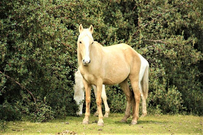 Horse Riding Chacan Mountain And Temple Of The Moon - Who This Tour Fits Best in Cusco