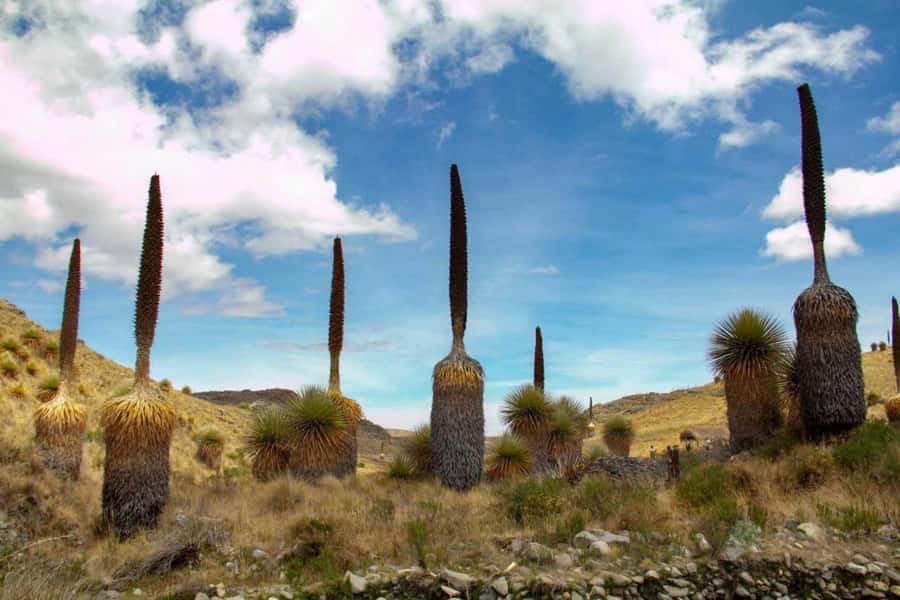 Huaraz-Excursion to the Pastoruri Snows and Puyas Raymondi - Key moments you’ll remember