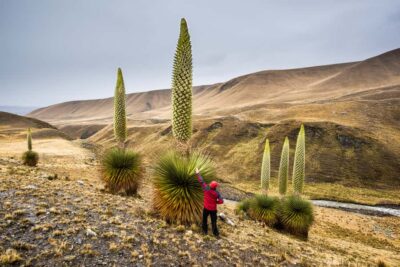 Huaraz: Pastoruri Glacier Day Trip - Huascarán National Park: Lake of Seven Colors and Cave Paintings