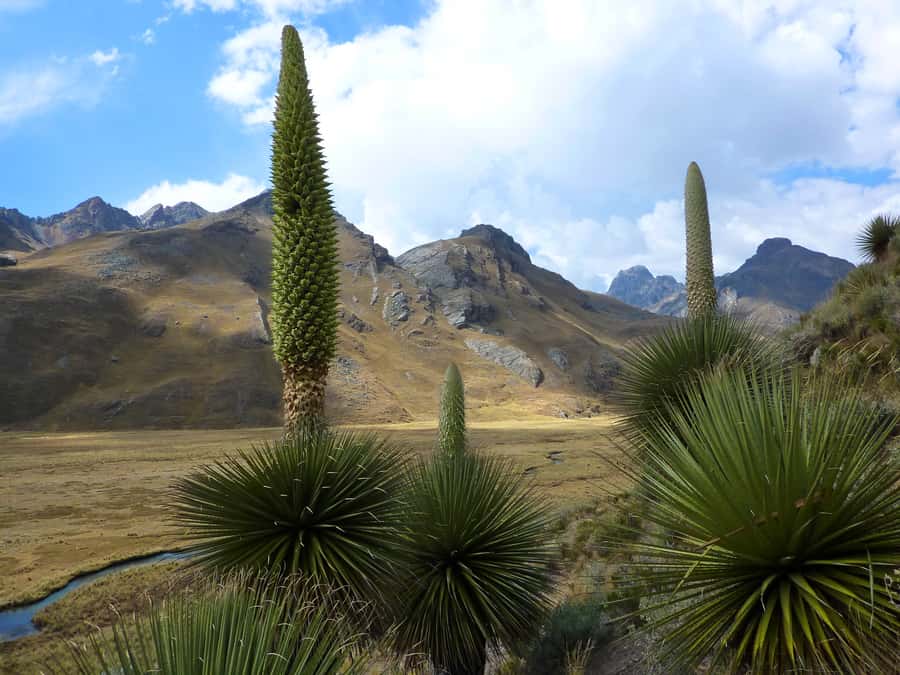 Huaraz: Pastoruri Glacier Day Trip - Who Should Book This Day Trip From Huaraz?