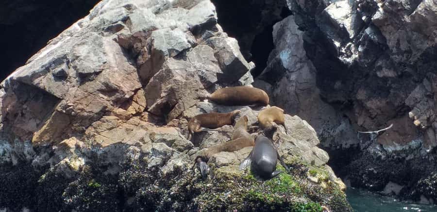 Ica: Ballestas Island & Paracas Reserve Private Tour - Paracas National Reserve by Private Vehicle: Cathedral Cliffs and Big-Scale Views