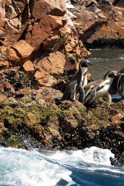 Ica: Excursion Ballestas Islands & Paracas National Reserve - Who this tour suits best (and who should think twice)