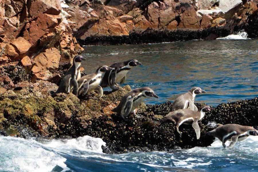 Ica: Excursion Ballestas Islands & Paracas National Reserve - Ballestas Islands: the Pacific cruise built for wildlife spotting