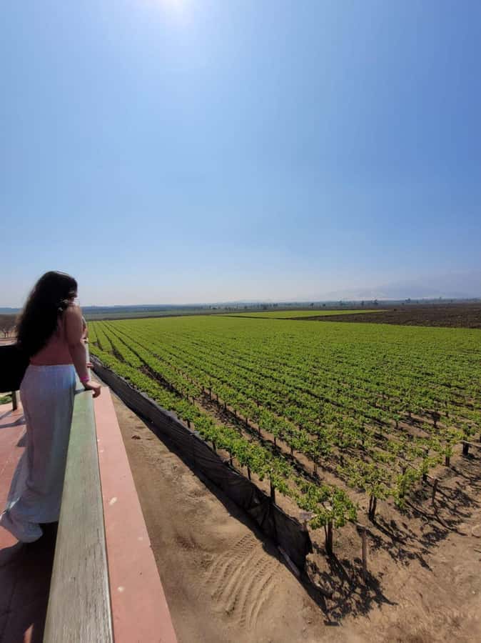 ICA: Pisco and Wine Route with tasting in 03 Wineries - Key Highlights You Should Know