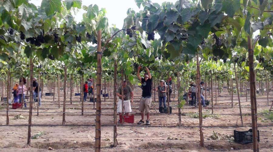 Ica: Tacama Winery and Pisco Tasting Tour with Hotel Pickup - Comfort and practical prep for Ica heat and winery walking