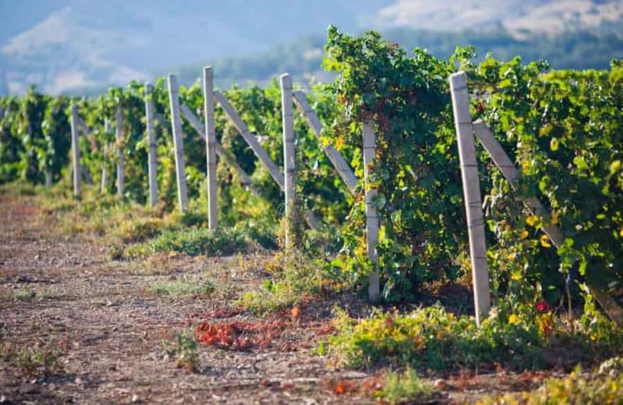 Ica: Winery Tour with Pisco and Wine Tasting - Key points