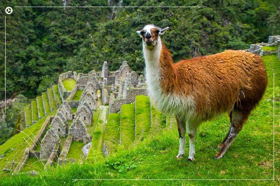 Inca Trail 2 days to Machu Picchu - Day 2: early bus up, guided sectors in Machu Picchu, then return to Cusco