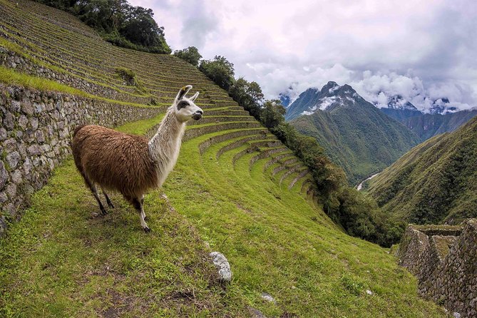 Inca Trail Trek to Machu Picchu - 2 Days (Small Group or Private) - Entering Machu Picchu on Your Schedule, Not Nobody Else’s