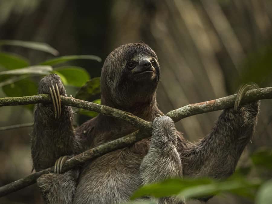 Iquitos: 2 Days and 1 Night Guided Amazon Jungle Tour - Key things I’d focus on before you book