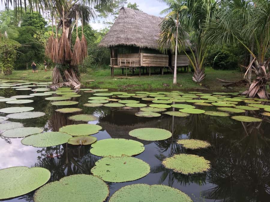 Iquitos: 2 Days and 1 Night Guided Amazon Jungle Tour - Fundo Pedrito and Victoria Regia: conservation with real animals