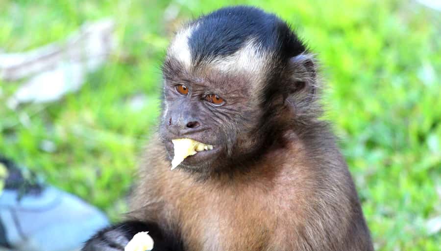 Iquitos: 2 Days and 1 Night Guided Amazon Jungle Tour - From airport pickup to the 26-meter Mirador view