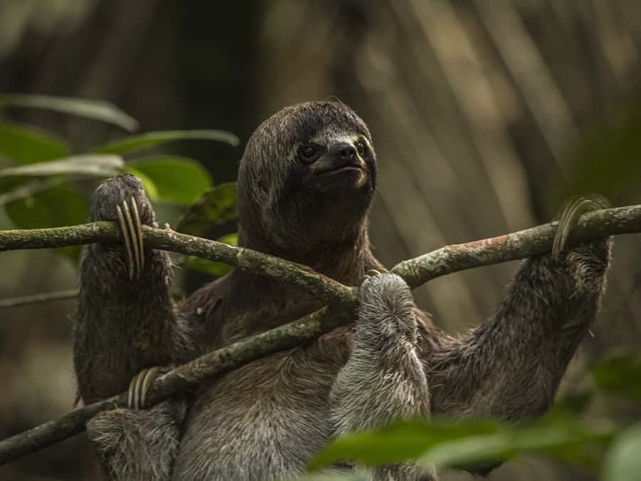 Iquitos: 3 Days and 2 Nights Guided Amazon Jungle Tour - Pink and grey dolphins on the Amazon River: what you’re really hunting