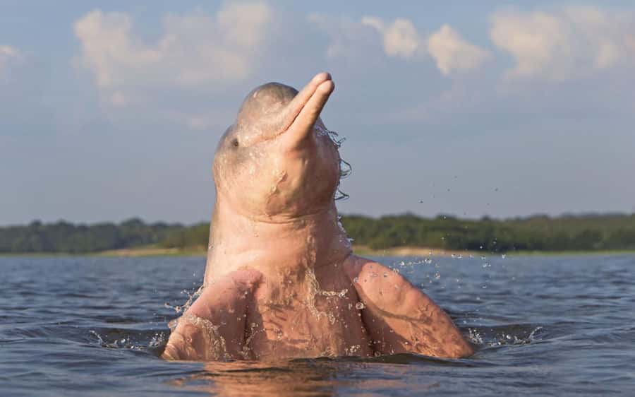 Iquitos: 3 Days and 2 Nights Guided Amazon Jungle Tour - Fundo Pedrito and the River-Farm Stop: animals plus Victoria Regia