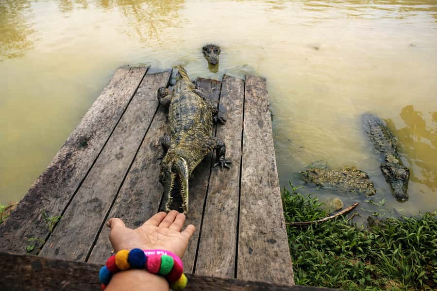 Iquitos: 6-Hour Wonderful Wildlife Guided Tour - Pink dolphins: what to expect when the day varies