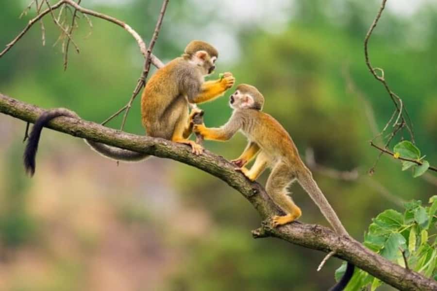 Iquitos: Amazon Jungle in 2 Days: Adventure and Expedition - Who Should Book This 2-Day Iquitos Amazon Expedition